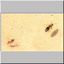 Andrena barbilabris - Sandbiene w01 11mm gefolgt von Nomada alboguttata.jpg